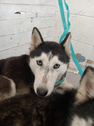 Shelter Stray Female Dog last seen CYPRESS AVE X SEVILLE AVE, San Bernardino, CA 92401