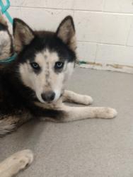 Shelter Stray Female Dog last seen CYPRESS AVE X SEVILLE AVE, San Bernardino, CA 92401