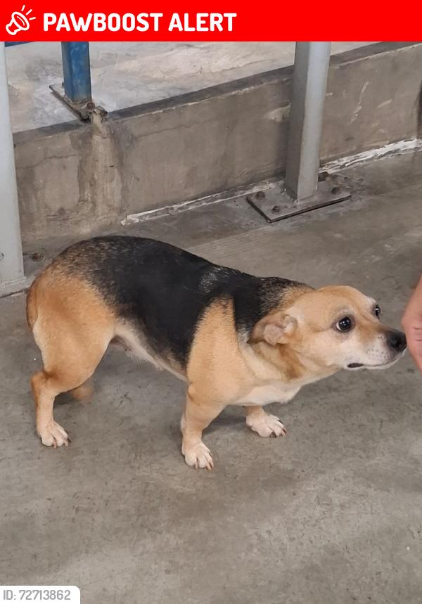 Lost Female Dog last seen Odilon Walter, 217, Parque São Bento, SP 18072