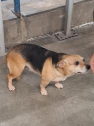 Lost Female Dog last seen Odilon Walter, 217, Parque São Bento, SP 18072