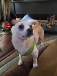 Found/Stray Male Dog last seen Near S 59th CT, Cicero, IL 60804