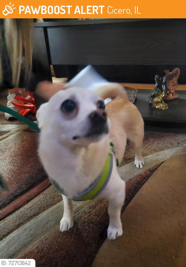 Found/Stray Male Dog last seen Near S 59th CT, Cicero, IL 60804