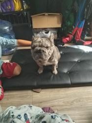 Found/Stray Male Dog last seen Azusa, Azusa, CA 91702