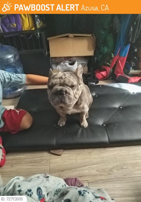Found/Stray Male Dog last seen Azusa, Azusa, CA 91702