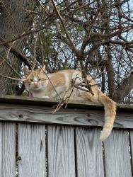 Found/Stray Male Cat last seen Peoples Ct, Bloomington, IN 47403