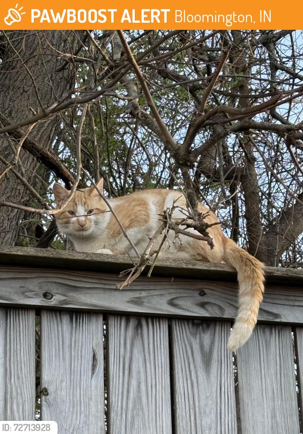 Found/Stray Male Cat last seen Peoples Ct, Bloomington, IN 47403