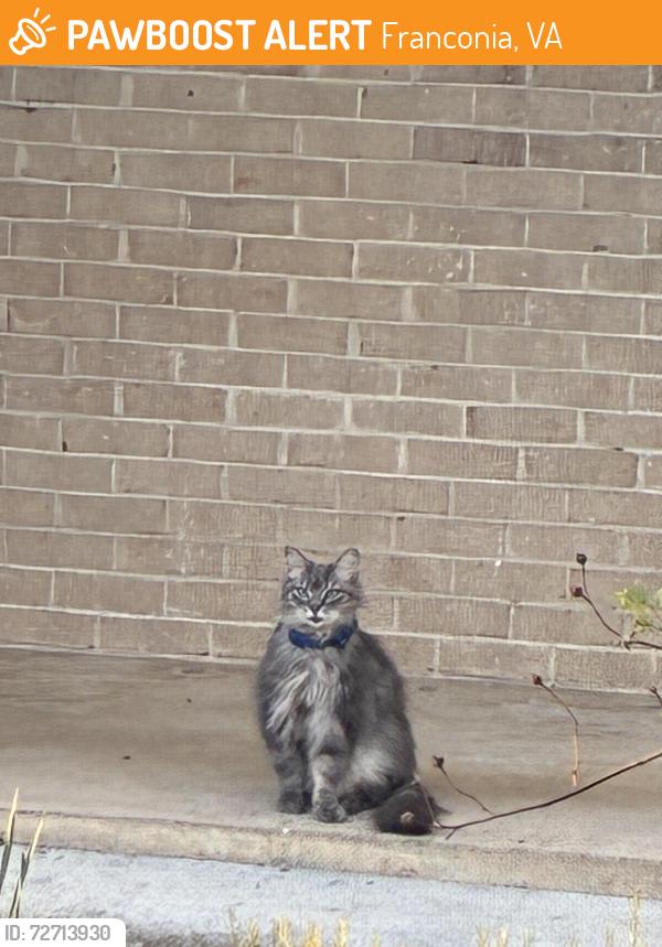 Found/Stray Male Cat last seen Windham ave, Franconia, VA 22315