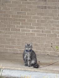 Found/Stray Male Cat last seen Windham ave, Franconia, VA 22315