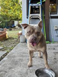 Found/Stray Male Dog last seen BJ's Kendall, Miami, FL 33173