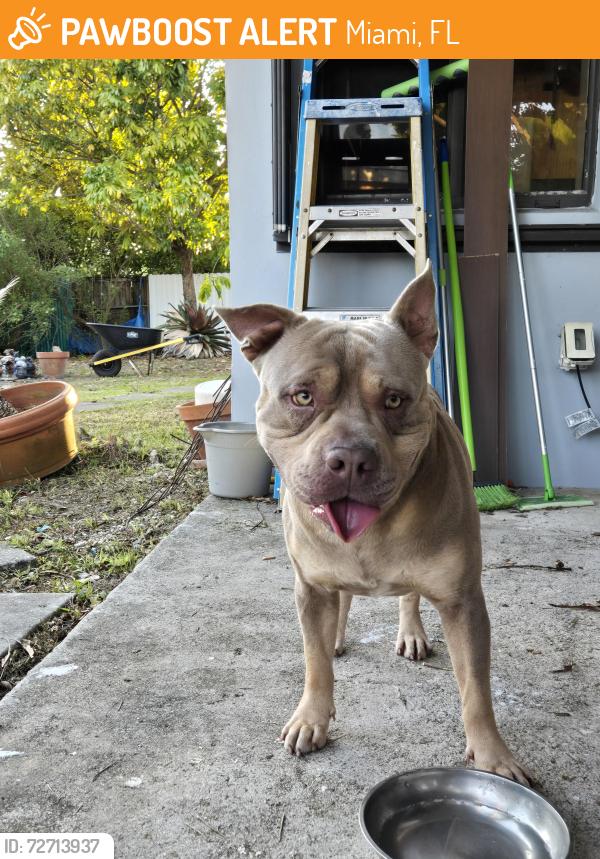 Found/Stray Male Dog last seen BJ's Kendall, Miami, FL 33173