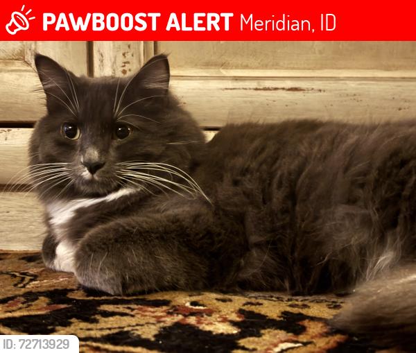 Lost Male Cat last seen Overland and Stoddard, Meridian, ID 83642