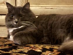 Lost Male Cat last seen Overland and Stoddard, Meridian, ID 83642