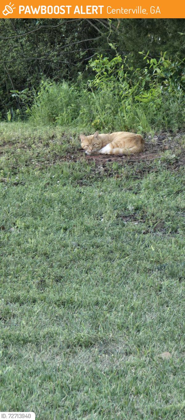 Found/Stray Unknown Cat last seen Old Stone Crossing in Centerville,  GA, Centerville, GA 31028