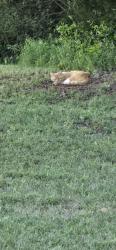 Found/Stray Unknown Cat last seen Old Stone Crossing in Centerville,  GA, Centerville, GA 31028