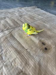 Found/Stray Unknown Bird last seen Wilbur Indiana , Monrovia, IN 46157