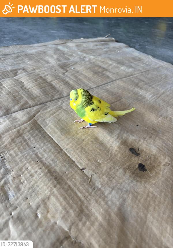 Found/Stray Unknown Bird last seen Wilbur Indiana , Monrovia, IN 46157