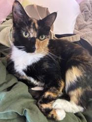 Lost Female Cat last seen W 15th Street & S Santa Fe Avenue, Edmond, OK 73012