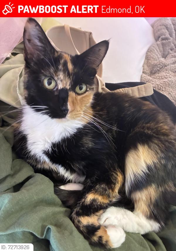Lost Female Cat last seen W 15th Street & S Santa Fe Avenue, Edmond, OK 73012
