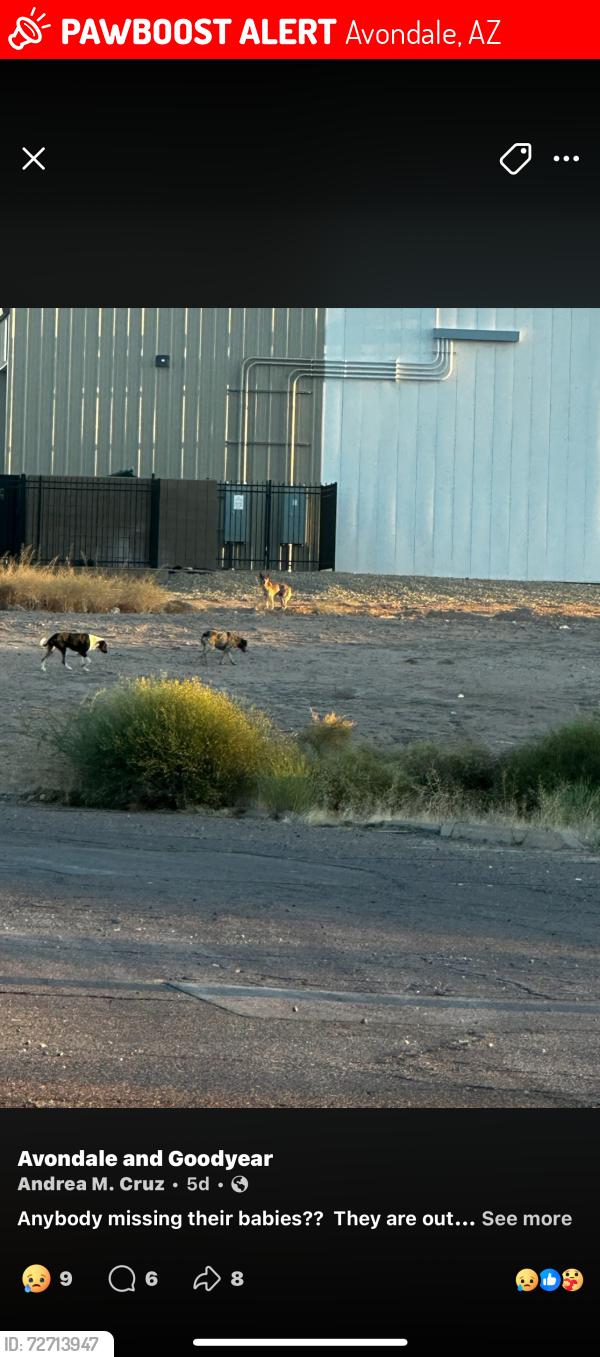 Lost Unknown Dog last seen Avondale goodyesr, Avondale, AZ 85323