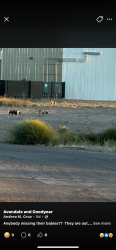 Lost Unknown Dog last seen Avondale goodyesr, Avondale, AZ 85323