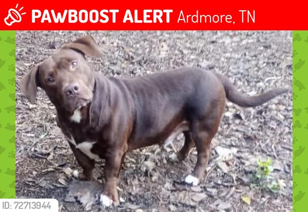 Lost Male Dog last seen Kelly's Creek Baptist Church, Ardmore, TN 38449