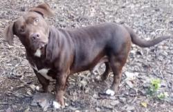 Lost Male Dog last seen Kelly's Creek Baptist Church, Ardmore, TN 38449