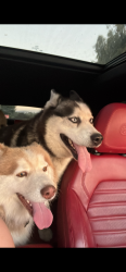 Lost Male Dog last seen Prairie mound way , San Diego, CA 92139