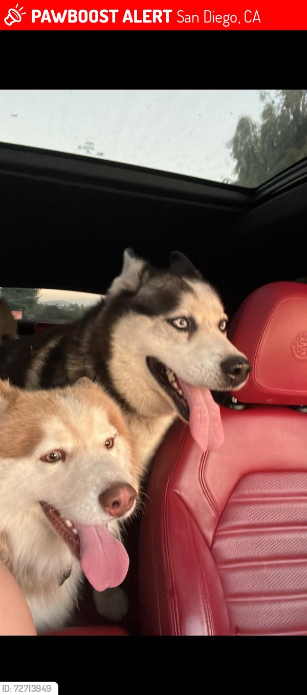 Lost Male Dog last seen Prairie mound way , San Diego, CA 92139