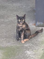 Found/Stray Unknown Cat last seen 105th way , Hillsboro, OR 97006