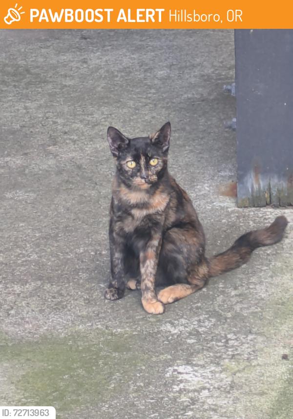 Found/Stray Unknown Cat last seen 105th way , Hillsboro, OR 97006