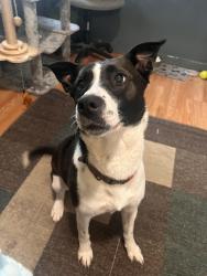 Found/Stray Unknown Dog last seen Near west genesee ave, Saginaw, MI 48602