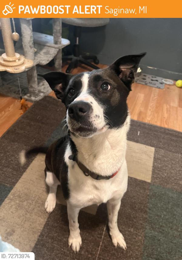 Found/Stray Unknown Dog last seen Near west genesee ave, Saginaw, MI 48602