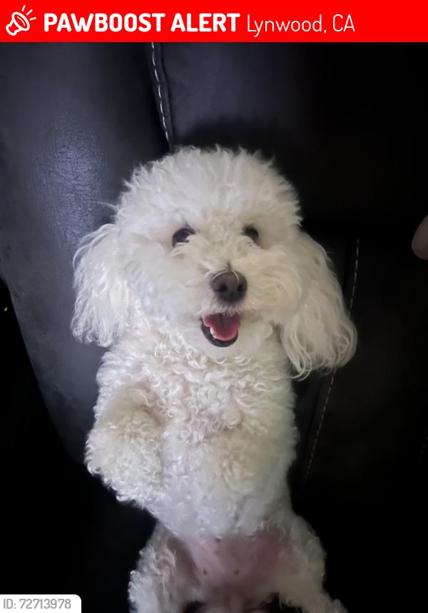 Lost Female Dog last seen Rosecrans and Atlantic , Lynwood, CA 90262