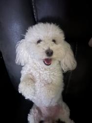 Lost Female Dog last seen Rosecrans and Atlantic , Lynwood, CA 90262
