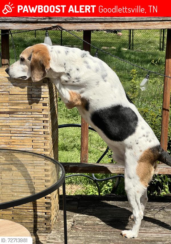 Lost Male Dog last seen Highland Heights Drive and Old erson Pike, Goodlettsville, TN 37072