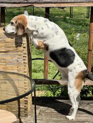 Lost Male Dog last seen Highland Heights Drive and Old erson Pike, Goodlettsville, TN 37072