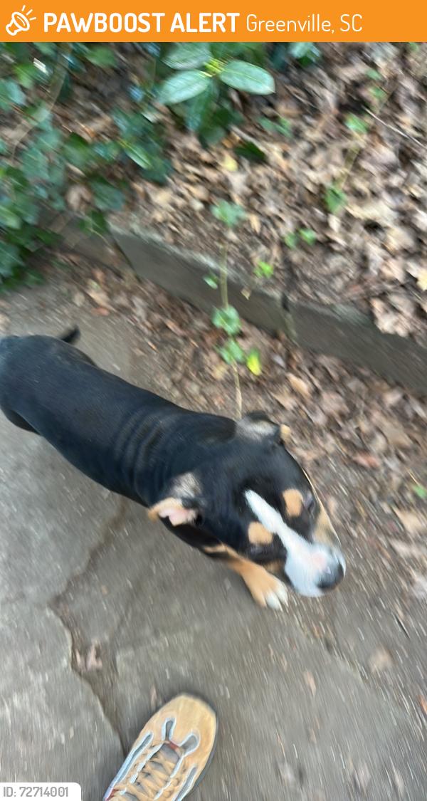 Found/Stray Female Dog last seen Cleveland Park, Greenville, SC 29607