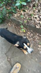 Found/Stray Female Dog last seen Cleveland Park, Greenville, SC 29607