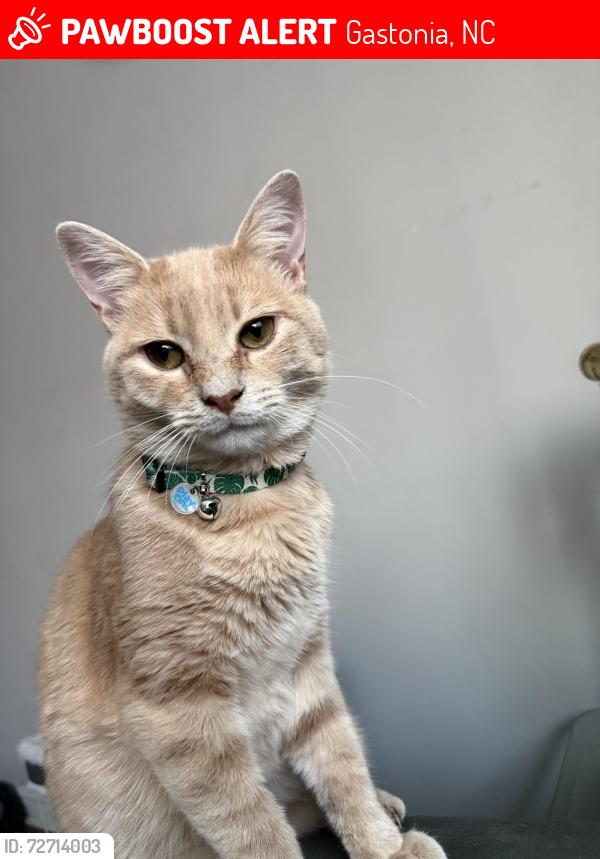 Lost Male Cat last seen Meadows at edgemont apmts, Gastonia, NC 28054