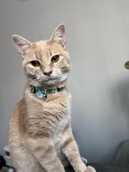 Lost Male Cat last seen Meadows at edgemont apmts, Gastonia, NC 28054