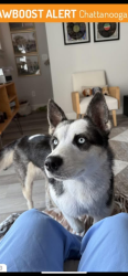 Lost Female Dog last seen Some man on Facebook found her , Chattanooga, TN 37402