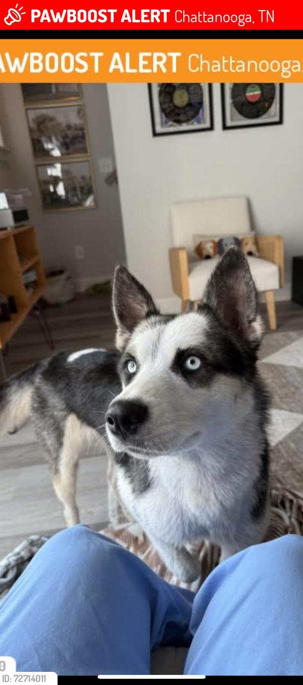 Lost Female Dog last seen Some man on Facebook found her , Chattanooga, TN 37402