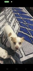 Found/Stray Unknown Dog last seen Rumble , Modesto, CA 95350