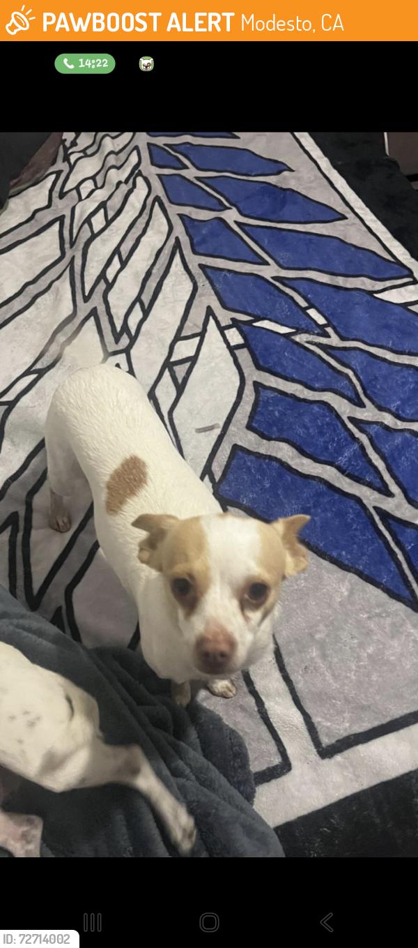 Found/Stray Unknown Dog last seen Rumble , Modesto, CA 95350