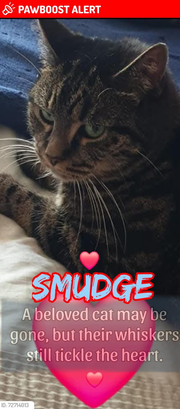 Lost Male Cat last seen Hemel Hempstead , Hertfordshire, England HP2 5TF