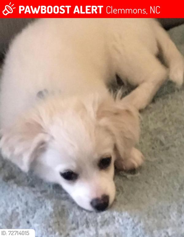 Lost Male Dog last seen Kinnamon road , Clemmons, NC 27127