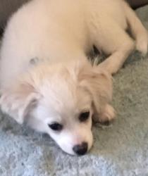 Lost Male Dog last seen Kinnamon road , Clemmons, NC 27127