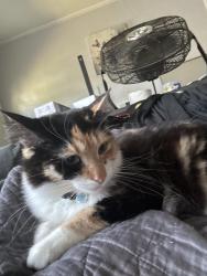 Lost Female Cat last seen Meadows at Edgemont apmts, Gastonia, NC 28054