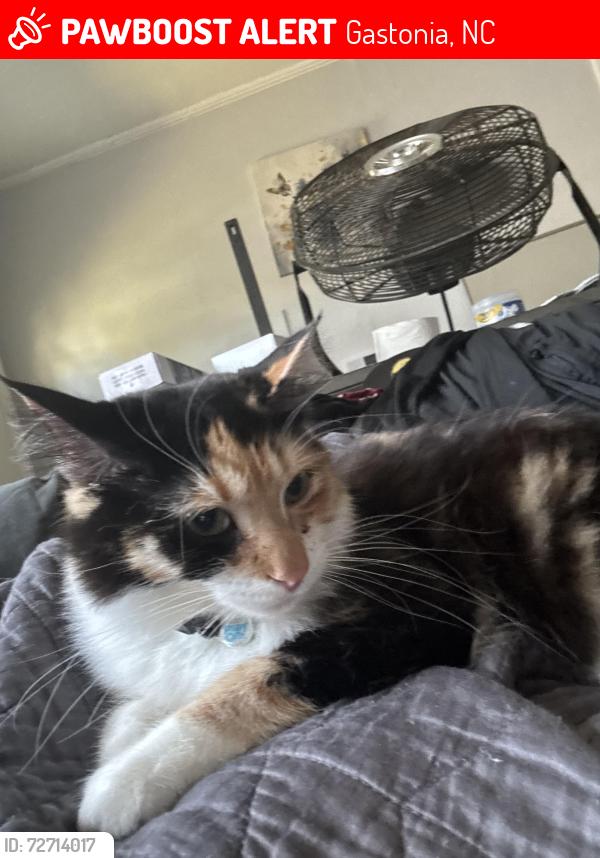 Lost Female Cat last seen Meadows at Edgemont apmts, Gastonia, NC 28054