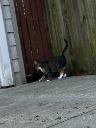 Found/Stray Unknown Cat last seen Scarborough between Stillman and Lamberton, Cleveland Heights, OH 44118